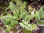 Aspleniaceae - Asplenium tenerum 