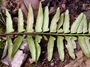 Aspleniaceae - Asplenium tenerum 