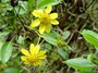 Asteraceae - Bidens henryi 