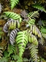 Blechnaceae - Blechnum vulcanicum 