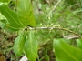 Rubiaceae - Coprosma temetiuensis 