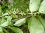 Rubiaceae - Coprosma temetiuensis 