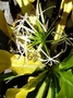 Amaryllidaceae - Crinum zanthophyllum 