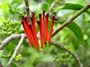 Loranthaceae - Decaisnina forsteriana 