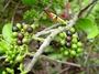 Loranthaceae - Decaisnina forsteriana 