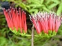 Loranthaceae - Decaisnina forsteriana 