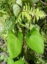 Dioscoreaceae - Dioscorea alata 