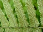 Dryopteridaceae - Dryopteris fatuhivensis 
