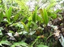 Elaphoglossum samoense image
