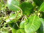 Apocynaceae - Alstonia marquisensis 