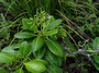 Apocynaceae - Alstonia marquisensis 