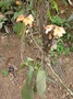 Acanthaceae - Crossandra infundibuliformis 