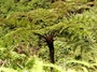 Cyatheaceae - Alsophila tahitensis 