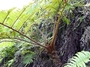 Cyatheaceae - Alsophila tahitensis 