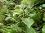 Gesneriaceae - Cyrtandra feaniana 