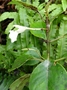 Gesneriaceae - Cyrtandra feaniana 