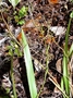 Asphodelaceae - Dianella intermedia 