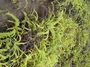 Gleicheniaceae - Dicranopteris linearis 