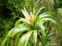 Pandanaceae - Freycinetia impavida 