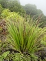 Cyperaceae - Gahnia marquisensis 