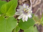 Passifloraceae - Passiflora foetida 