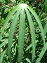 Euphorbiaceae - Manihot esculenta 