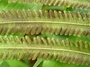 Thelypteridaceae - Cyclosorus opulentus 