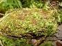 Hymenophyllaceae - Crepidomanes minutum 