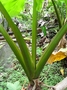 Araceae - Alocasia macrorrhizos 