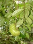 Annonaceae - Annona muricata 