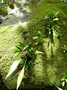 Pteridaceae - Antrophyum plantagineum 