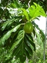 Moraceae - Artocarpus altilis 