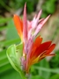 Cannaceae - Canna indica 