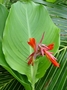 Cannaceae - Canna indica 