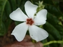 Apocynaceae - Cerbera manghas 