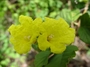 Cordiaceae - Cordia lutea 