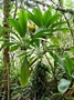 Asparagaceae - Cordyline fruticosa 