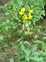 Fabaceae - Crotalaria retusa 