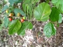 Rubiaceae - Cyclophyllum barbatum 