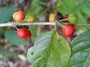 Rubiaceae - Cyclophyllum barbatum 