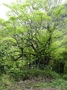 Moraceae - Ficus prolixa var. prolixa 