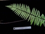 Aspleniaceae - Asplenium caudatum 