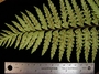 Aspleniaceae - Asplenium caudatum 