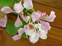 Fabaceae - Bauhinia monandra 