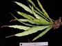 Polypodiaceae - Belvisia mucronata 
