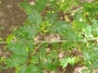 Fabaceae - Calliandra surinamensis 