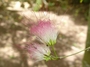 Fabaceae - Calliandra surinamensis 