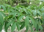 Bombacaceae - Ceiba pentandra 