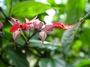 Lamiaceae - Clerodendrum thomsonae 