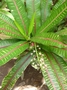 Euphorbiaceae - Codiaeum variegatum 